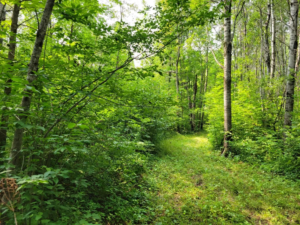 TBD Woodbury Drive Wright, MN 55798