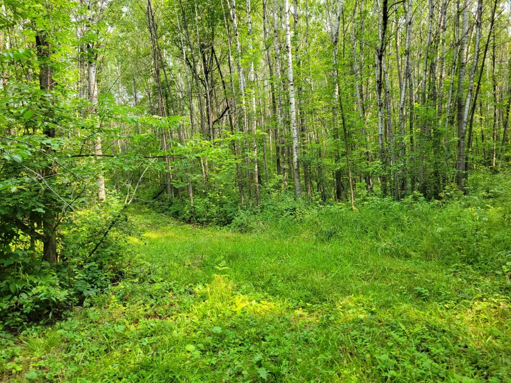 TBD Woodbury Drive Wright, MN 55798