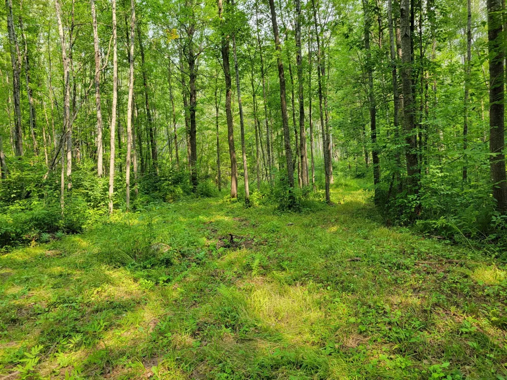 TBD Woodbury Drive Wright, MN 55798
