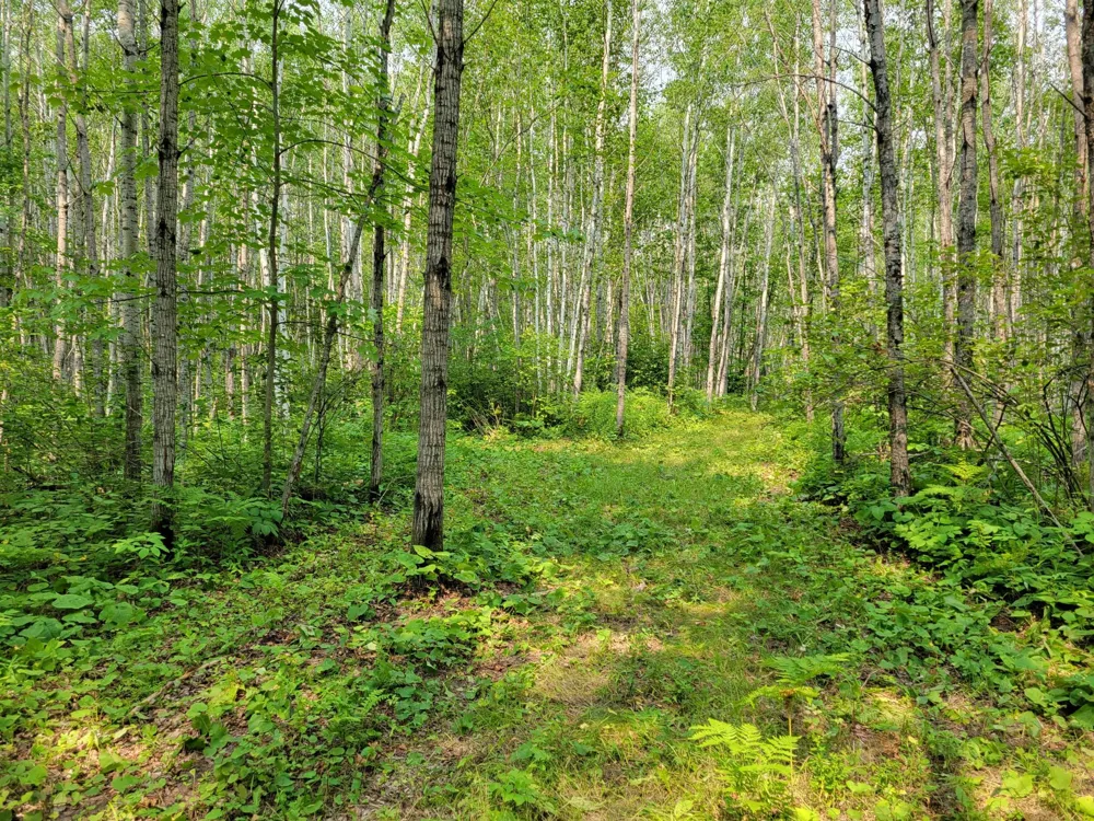 TBD Woodbury Drive Wright, MN 55798