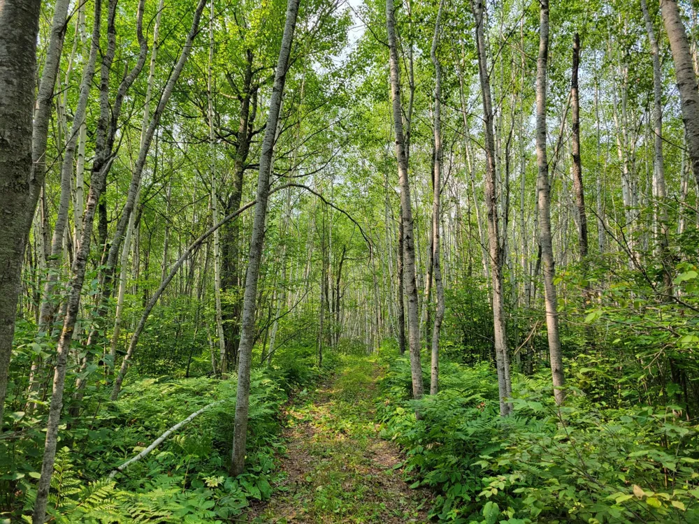 TBD Woodbury Drive Wright, MN 55798