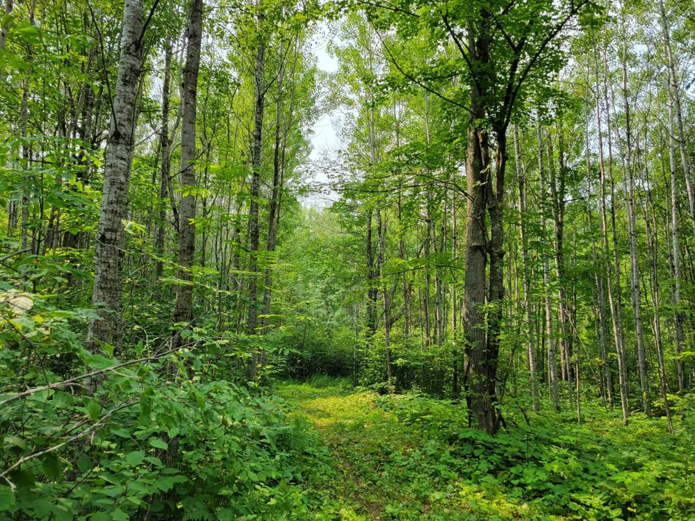 TBD Woodbury Drive Wright, MN 55798