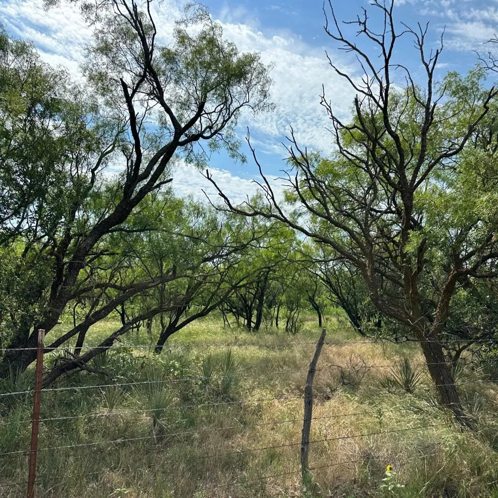 CR 105 Abilene, TX 79601