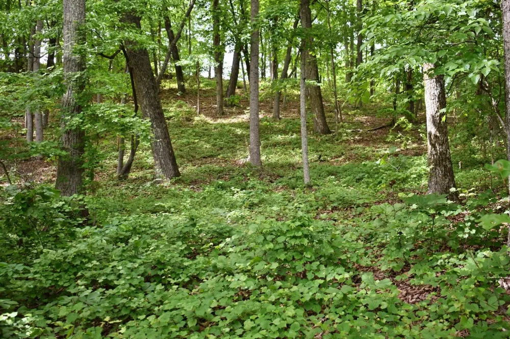 450 Hidden Forest Trail Spring City, TN 37381
