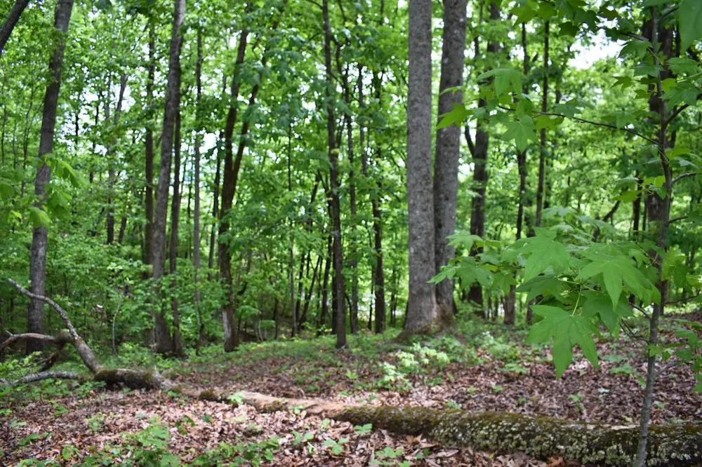 450 Hidden Forest Trail Spring City, TN 37381