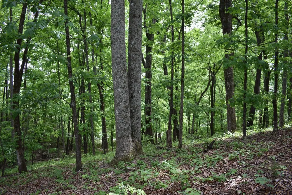 450 Hidden Forest Trail Spring City, TN 37381