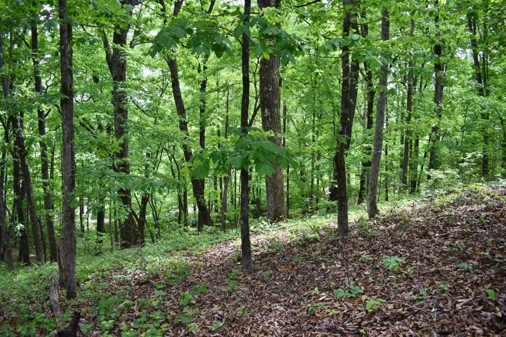 450 Hidden Forest Trail Spring City, TN 37381