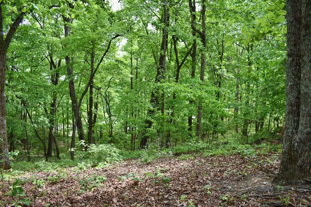 450 Hidden Forest Trail Spring City, TN 37381