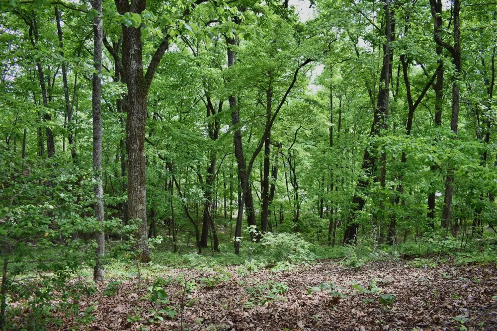 450 Hidden Forest Trail Spring City, TN 37381