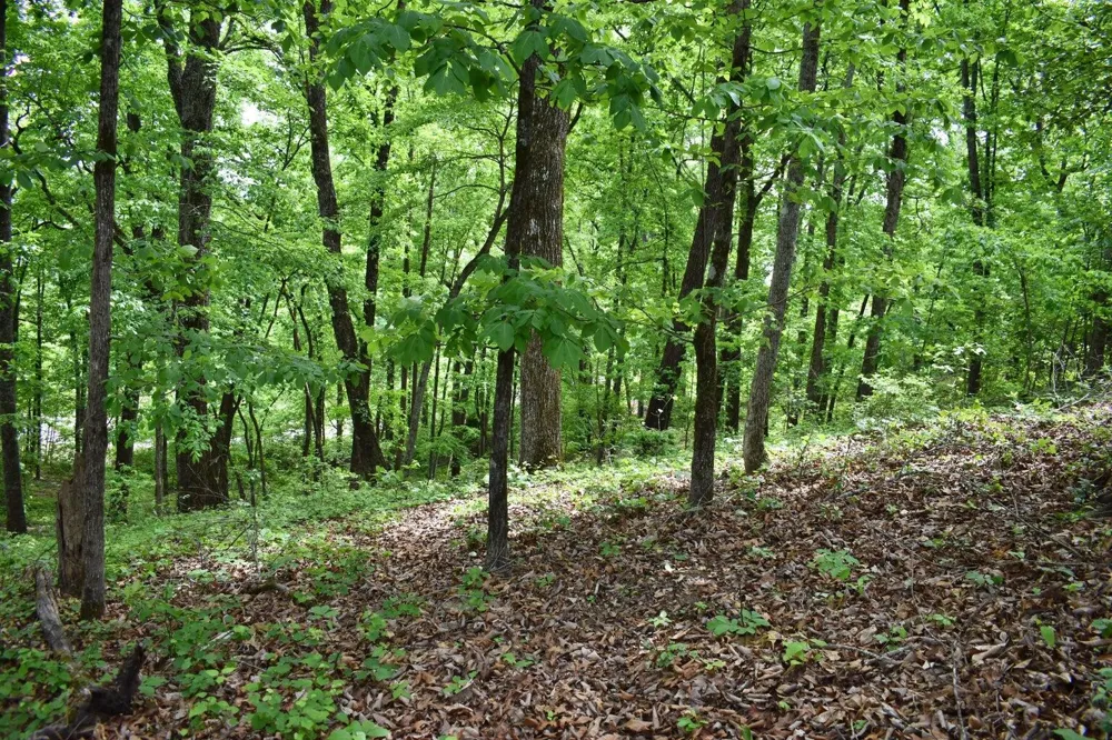 450 Hidden Forest Trail Spring City, TN 37381