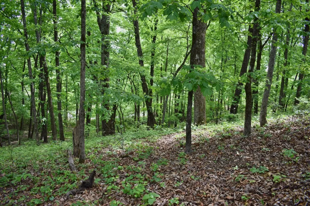 450 Hidden Forest Trail Spring City, TN 37381