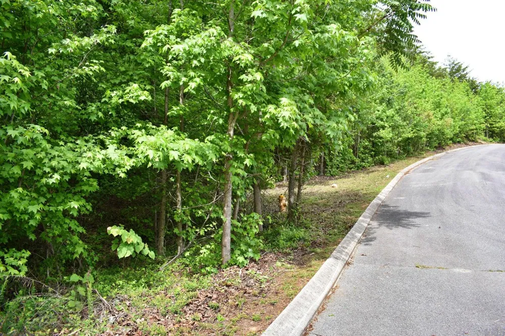 450 Hidden Forest Trail Spring City, TN 37381