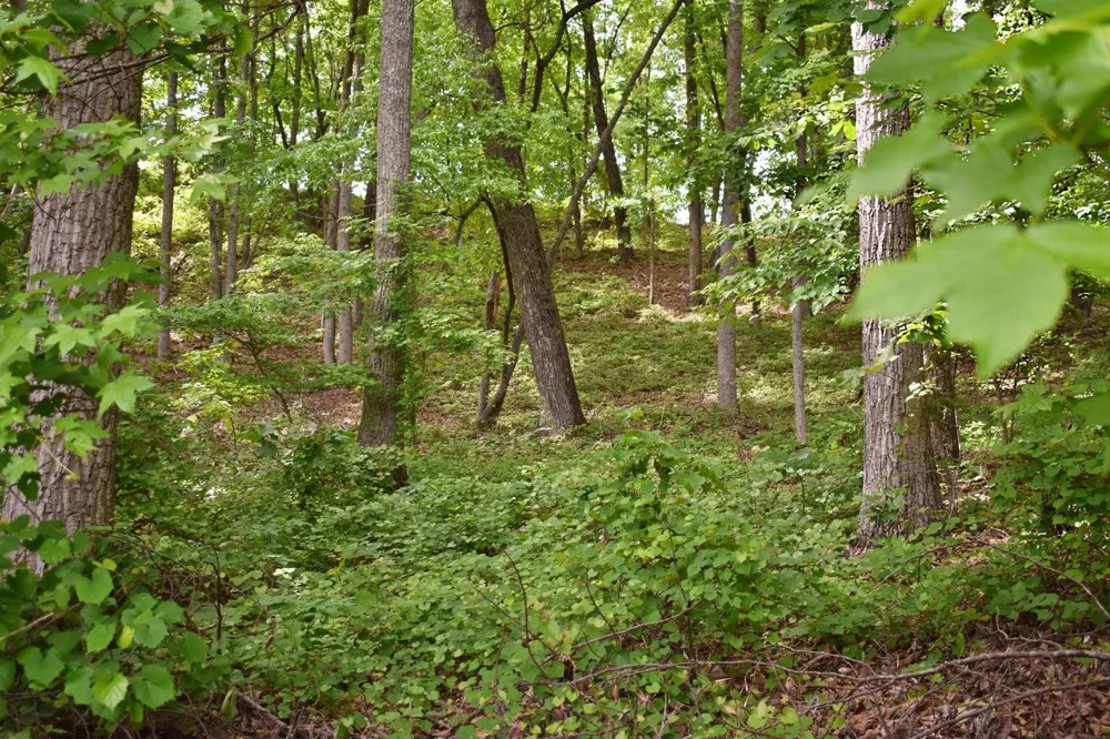 450 Hidden Forest Trail Spring City, TN 37381