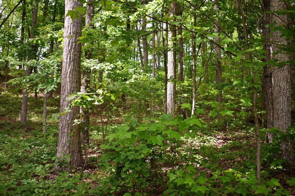 450 Hidden Forest Trail Spring City, TN 37381