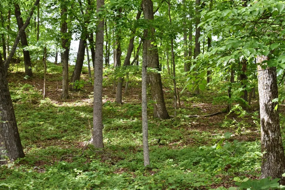 450 Hidden Forest Trail Spring City, TN 37381