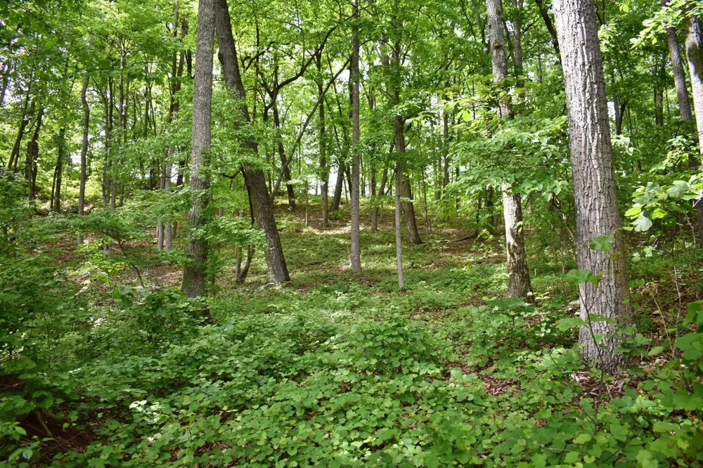 450 Hidden Forest Trail Spring City, TN 37381