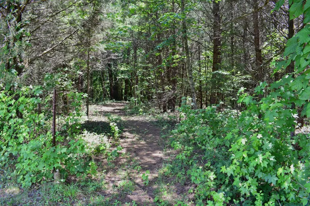 5858 Wolf Creek Road Spring City, TN 37381