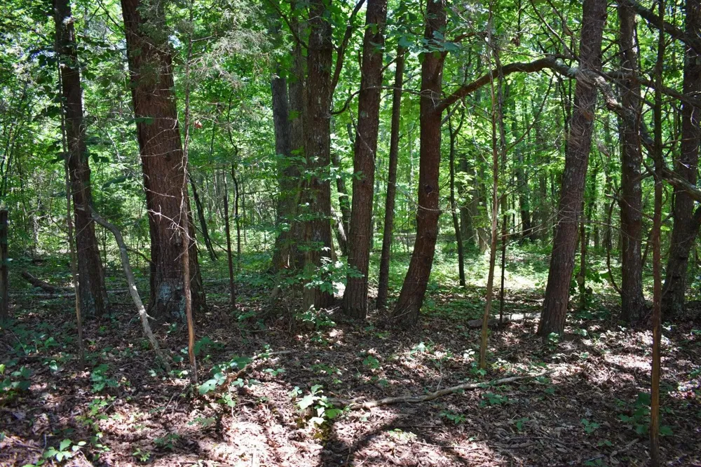 5858 Wolf Creek Road Spring City, TN 37381