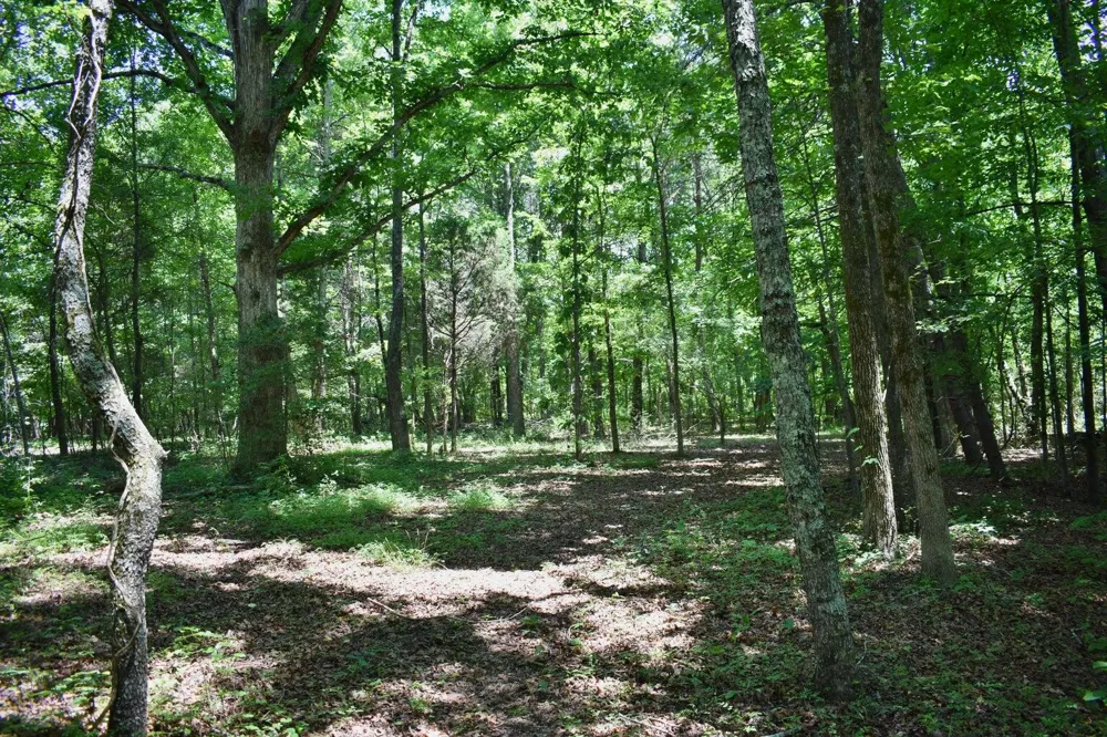 5858 Wolf Creek Road Spring City, TN 37381