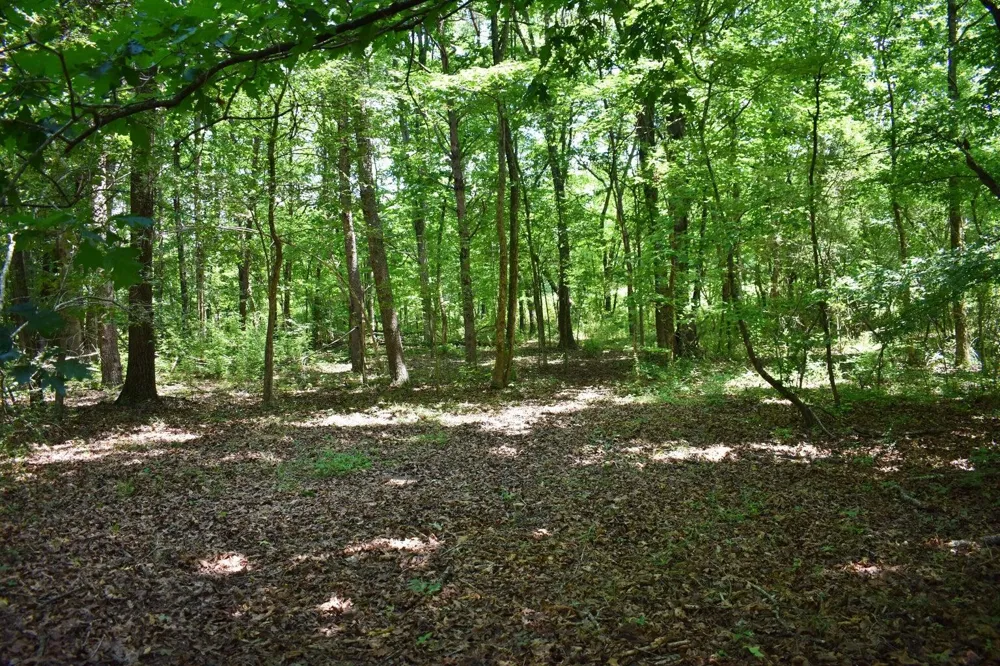 5858 Wolf Creek Road Spring City, TN 37381