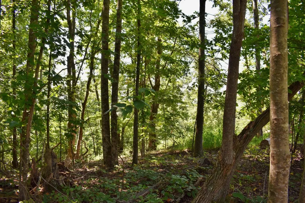 521 Norton Road Ten Mile, TN 37880