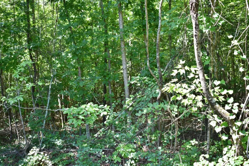 521 Norton Road Ten Mile, TN 37880