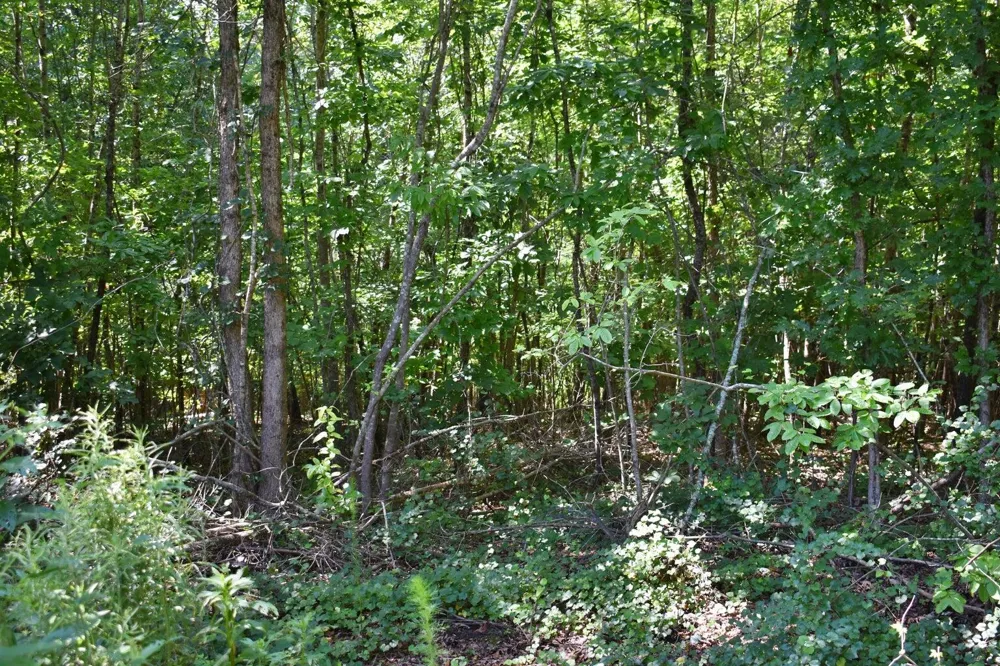 521 Norton Road Ten Mile, TN 37880