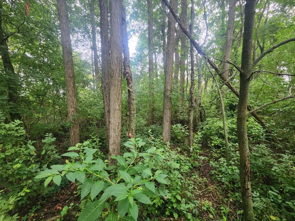 Kerry Road Manistee Township, MI 49675