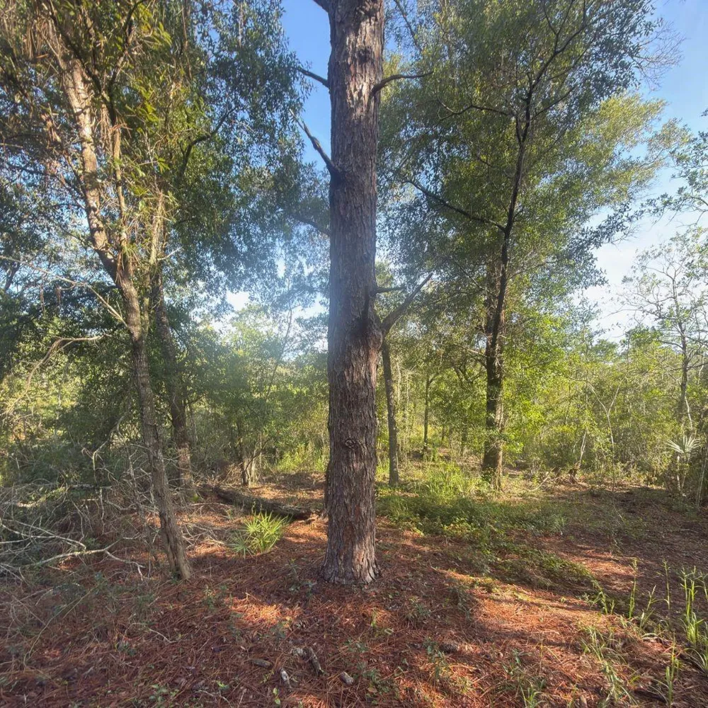 19037 PARAKEET ROAD Brooksville, FL 34614