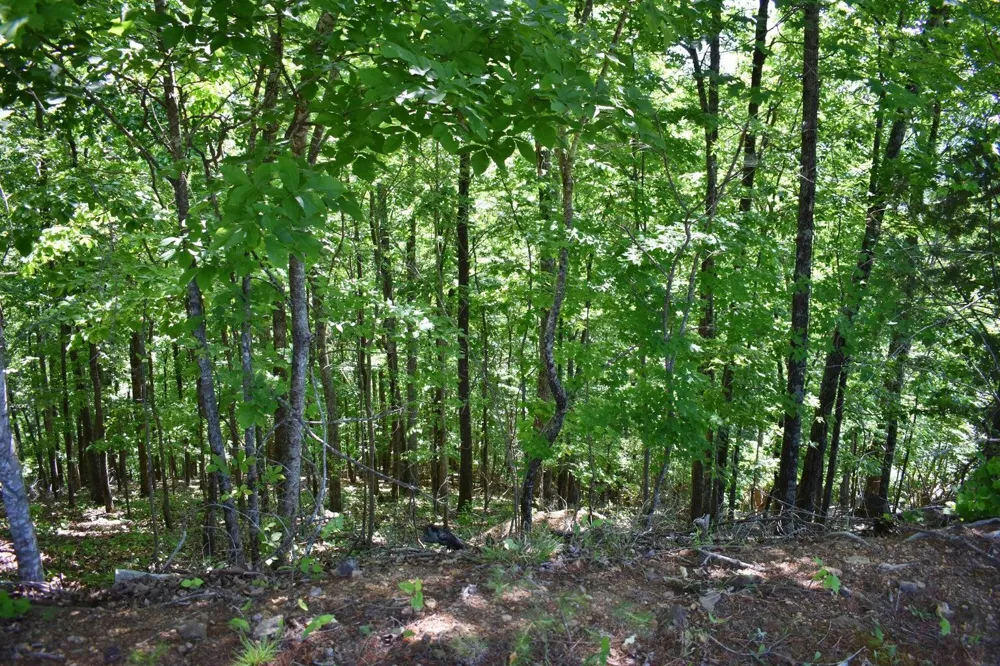 Flint Ridge Road Rockwood, TN 37854