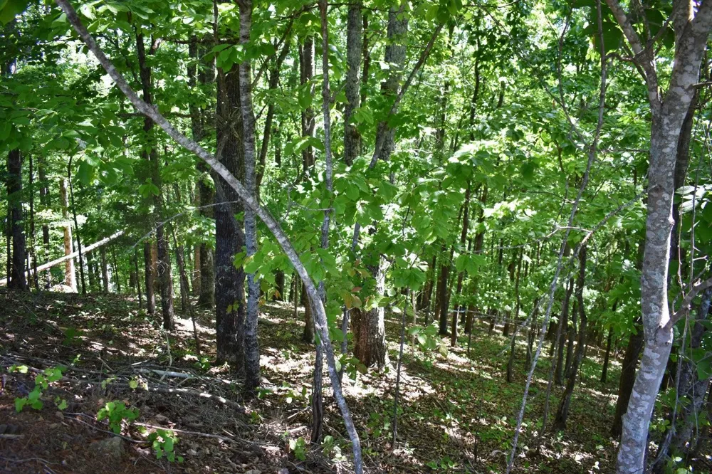 Flint Ridge Road Rockwood, TN 37854