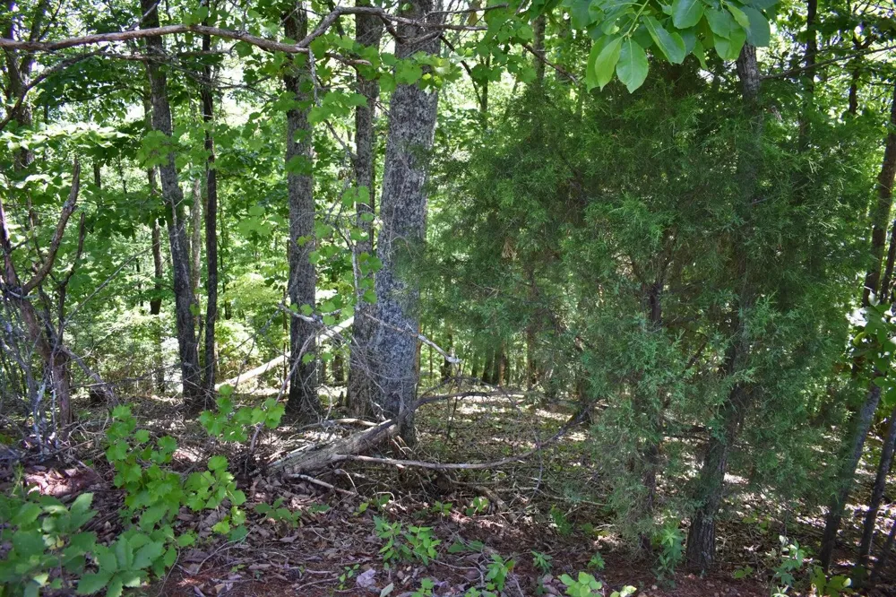 Flint Ridge Road Rockwood, TN 37854