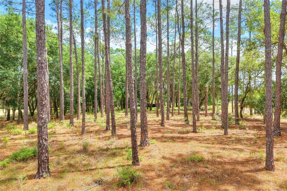 1885 PFUNDSTEIN ROAD Lake Wales, FL 33898