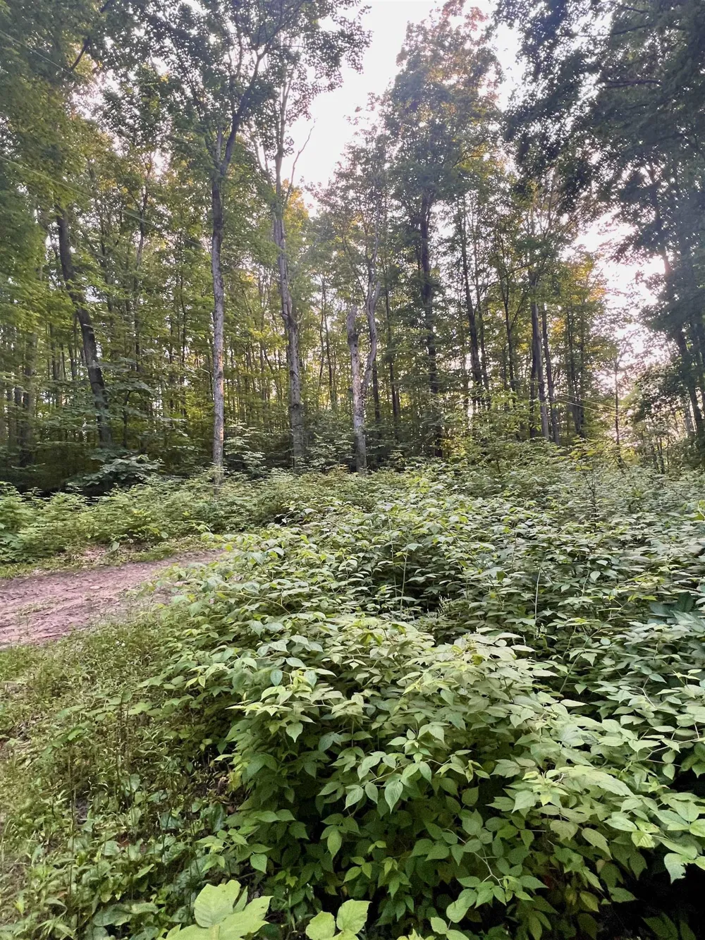 520 E Moorestown Road Norwich Township, MI 49651
