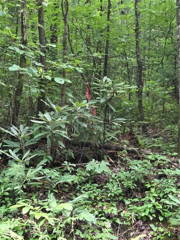 00 Chopped Oak Road Ellijay, GA 30540