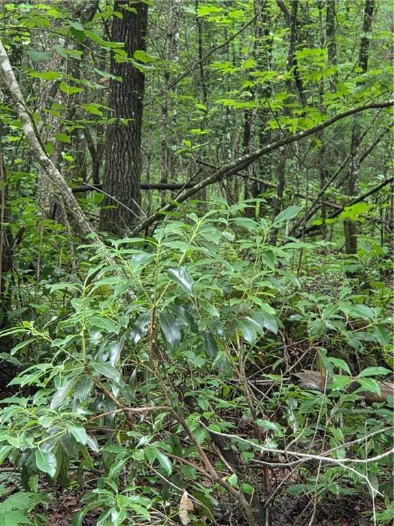 00 Chopped Oak Road Ellijay, GA 30540