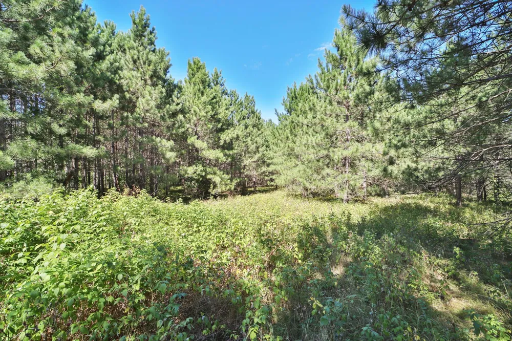 16310 Pristine Pine Court Brainerd, MN 56401