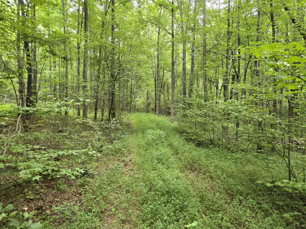 0 Webb Road Summertown, TN 38483