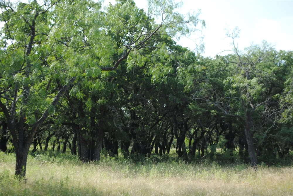 Cr 190 Comanche, TX 76442