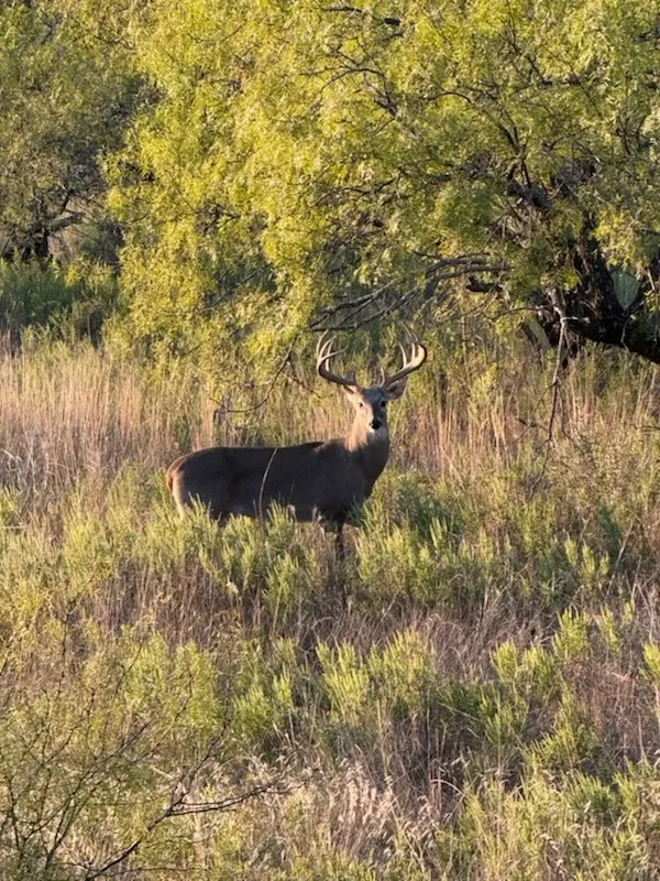 Cr 190 Comanche, TX 76442