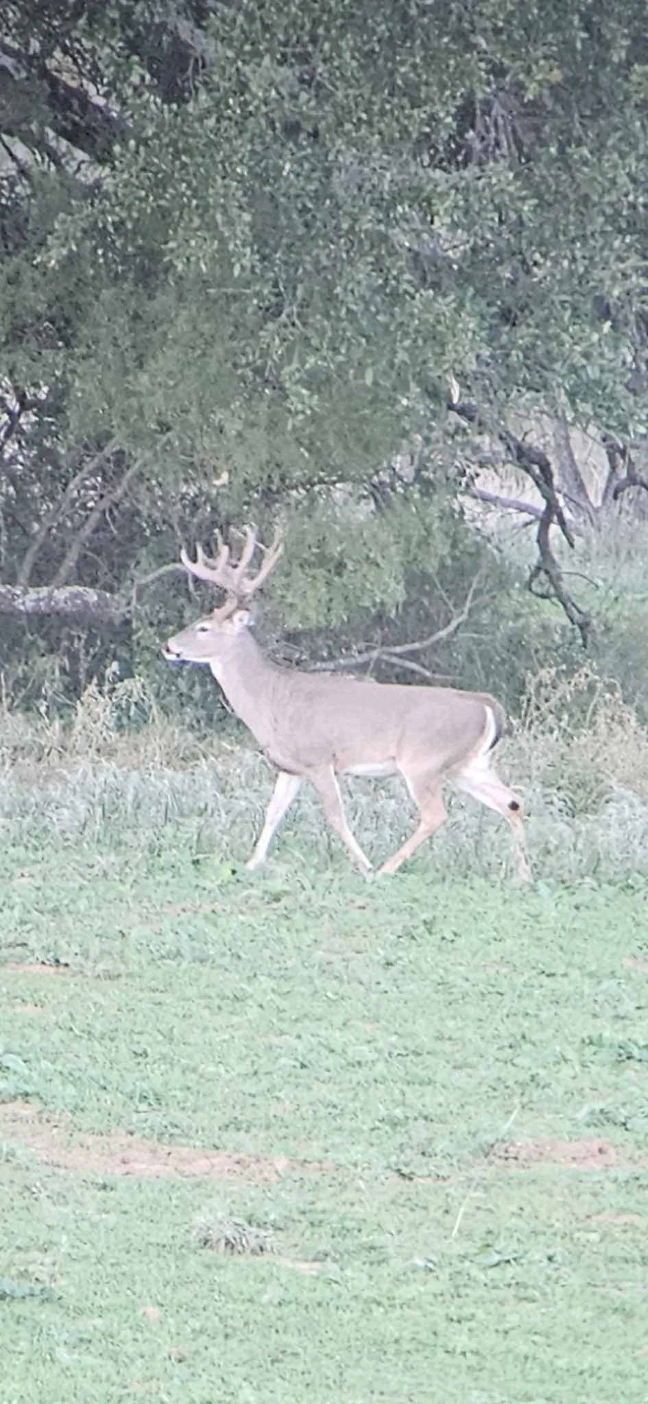 Cr 190 Comanche, TX 76442