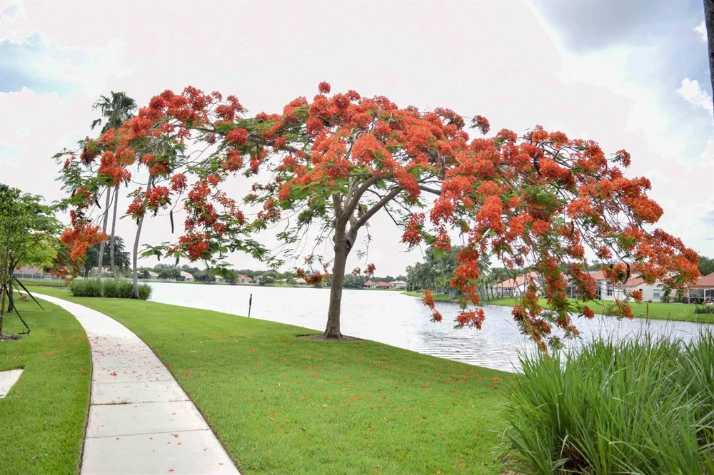 3877 BIMINI AVENUE Cooper City, FL 33026