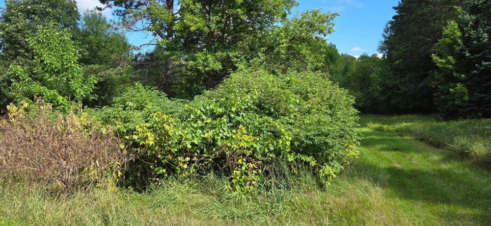 TBD Lot #3 Town Road 207 International Falls, MN 56649
