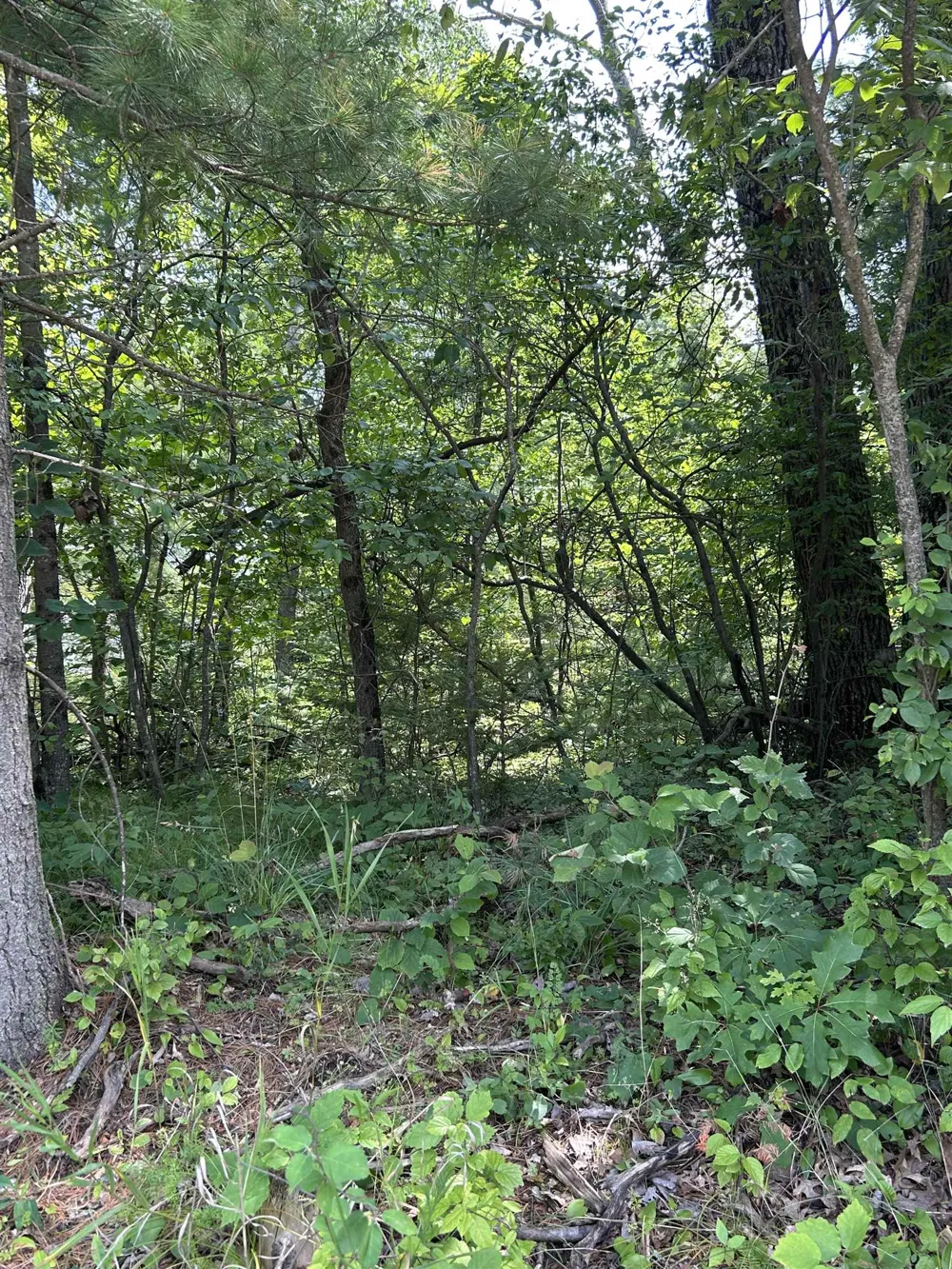 Choctaw Trail Churchill Township, MI 48661