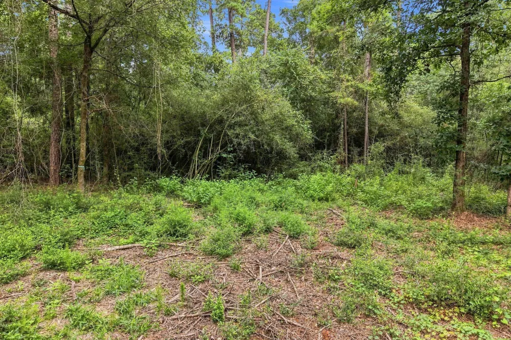 15890 Four Hills Road Willis, TX 77378