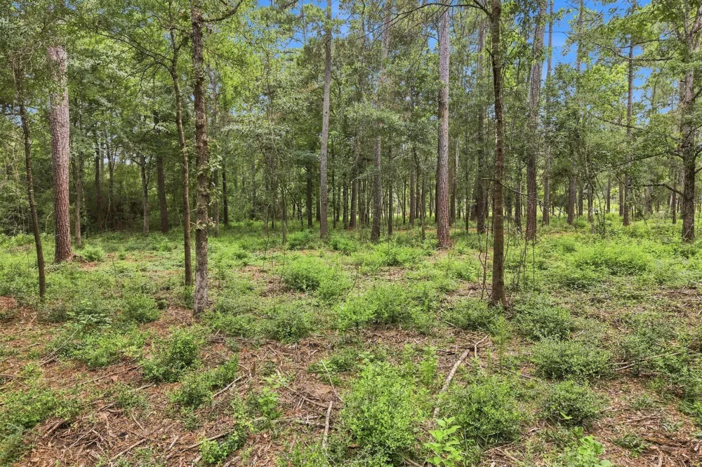 15890 Four Hills Road Willis, TX 77378