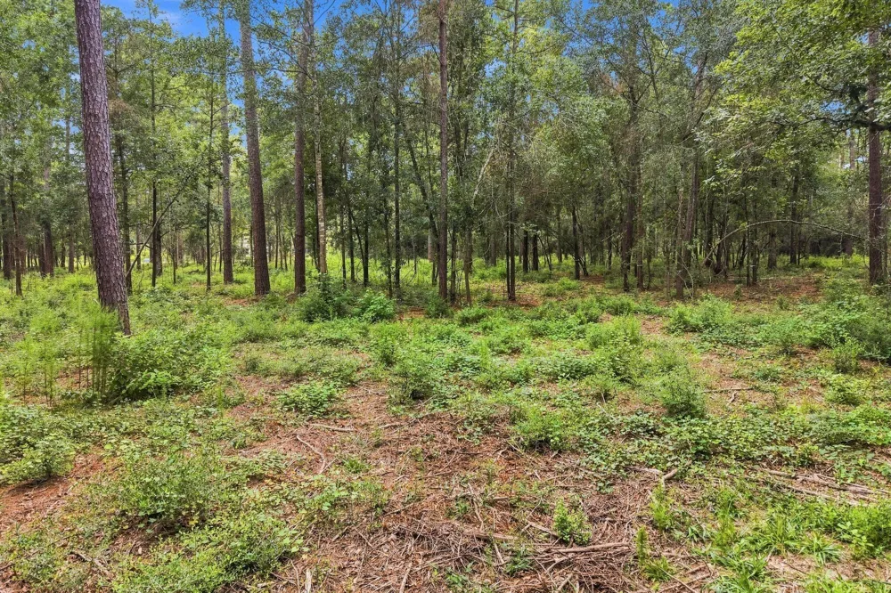 15890 Four Hills Road Willis, TX 77378