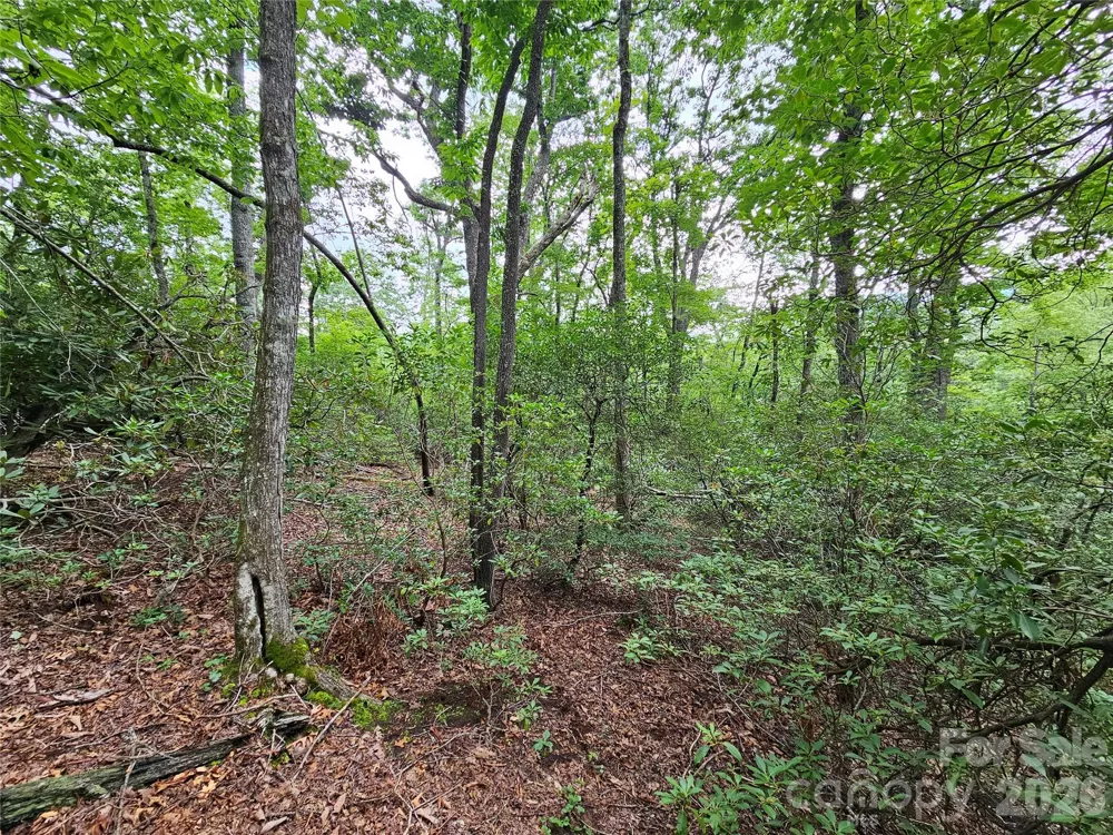 98 Down To Earth Drive #98 Burnsville, NC 28714
