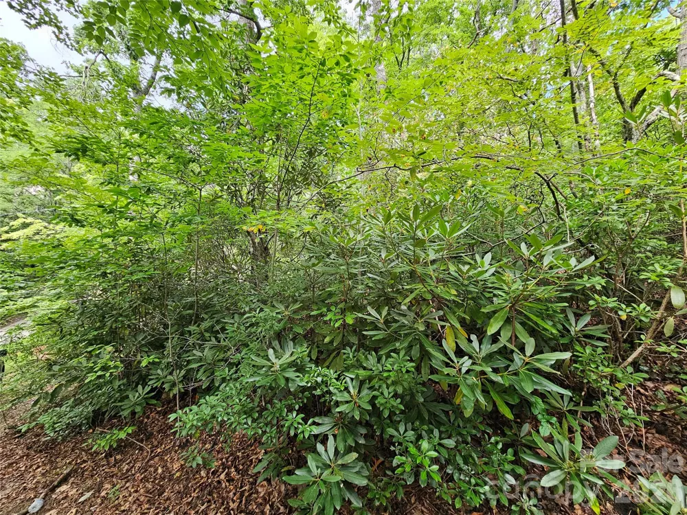 98 Down To Earth Drive #98 Burnsville, NC 28714