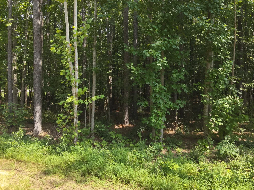 4897 Lick Creek Rd Linden, TN 37096